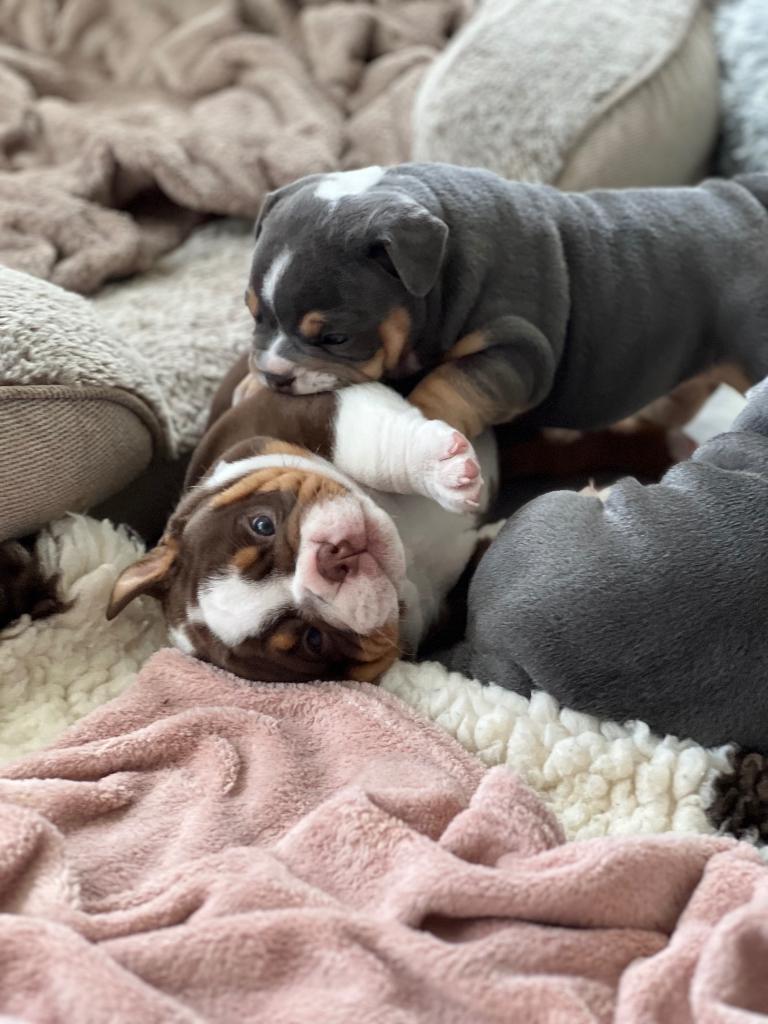 Bulletproof Blue, Parvo, 8 tot 15 weken, Bulldog, Meerdere