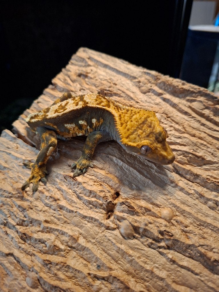 Wimper Gekko Crested Gecko - male for sale from Vincent ACK