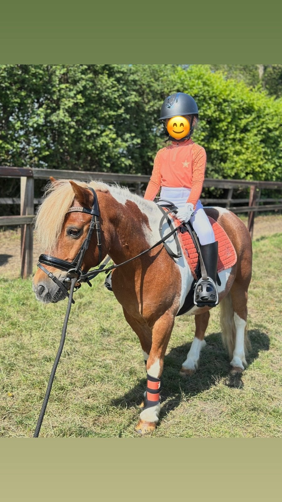 Ontzettend lieve kinderpony, grote shetlander, a pony, Dieren en Toebehoren, Ruin