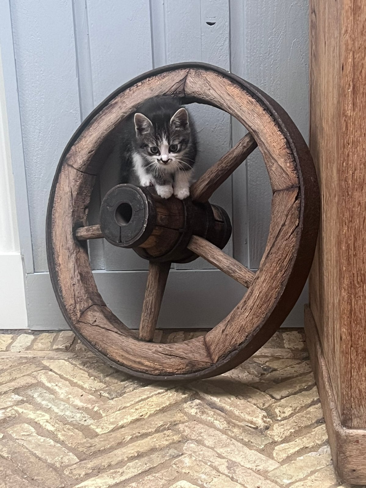 3 prachtige boerderij kittens te koop, Dieren en Toebehoren, Katten en Kittens | Overige Katten, Poes