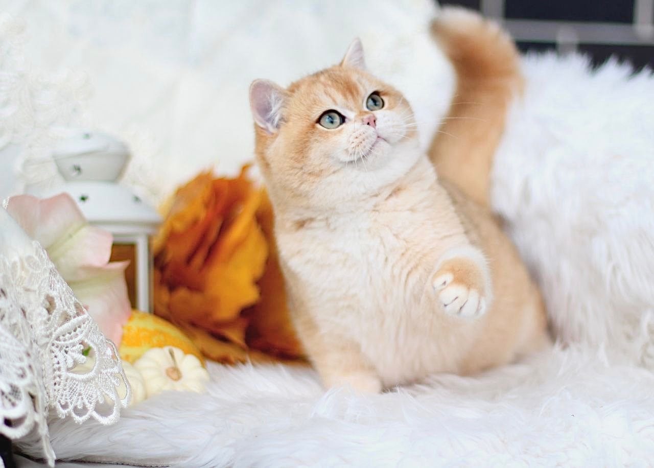 Kittens golden Shell Britse korthaar KAMPIOENEN Ouders, Dieren en Toebehoren, Katten en Kittens | Raskatten | Korthaar, Meerdere dieren