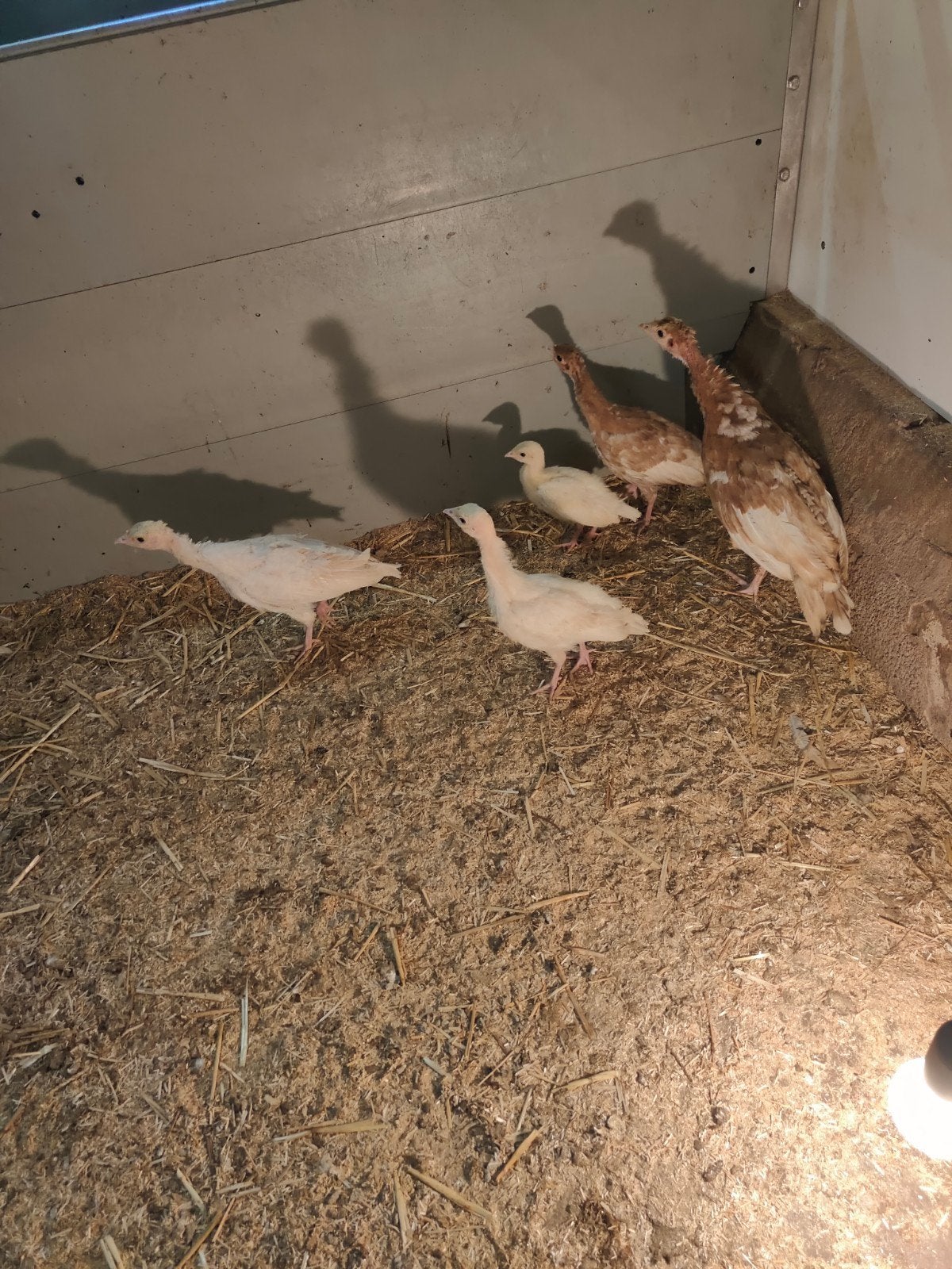 Mooie rode sier kalkoenen van deze zomer, Dieren en Toebehoren, Pluimvee, Meerdere dieren, Kalkoen