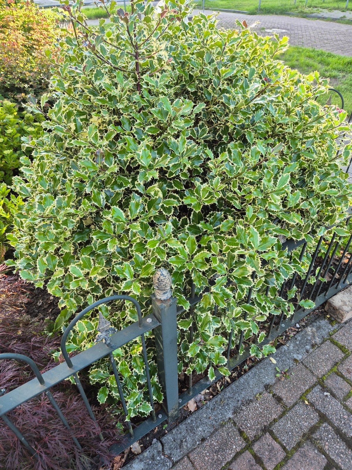 Ilex Hulst - Groene en gele bladeren, Tuin en Terras, Vaste plant, Bloeit niet, Halfschaduw, Ophalen