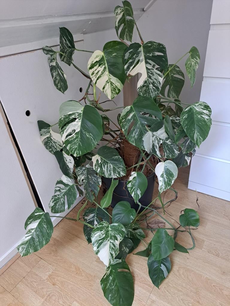 Prachtige en grote monstera variegata plant, Ophalen, Halfschaduw, 100 tot 150 cm