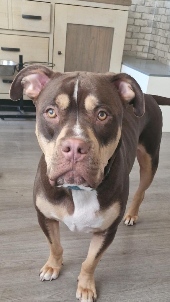 Nieuw huisje gezocht voor deze choco tricolore bully xl, Dieren en Toebehoren, Honden | Bulldogs, Pinschers en Molossers, Parvo