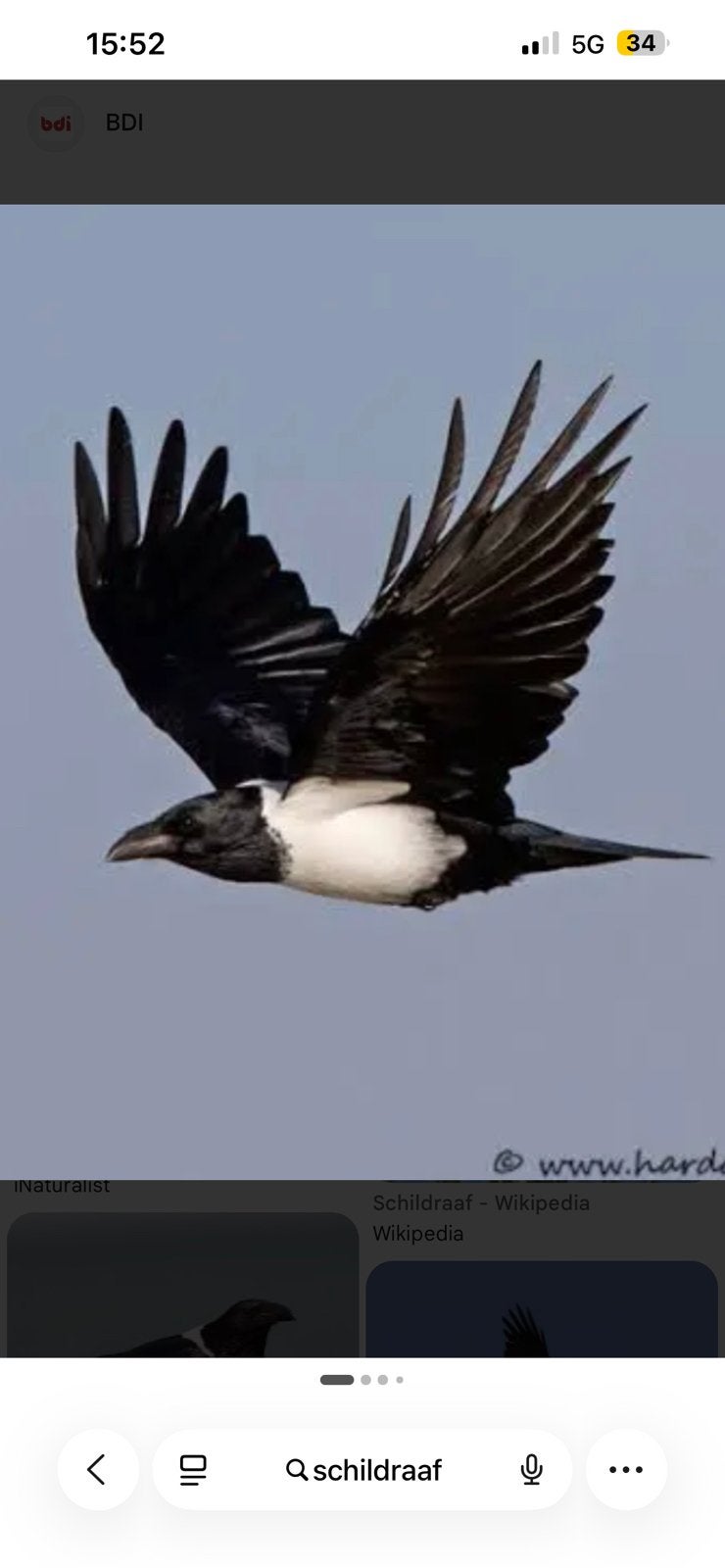 Schildraven, Dieren en Toebehoren, Vogels | Overige Vogels, Meerdere dieren, Roofvogel, Geringd