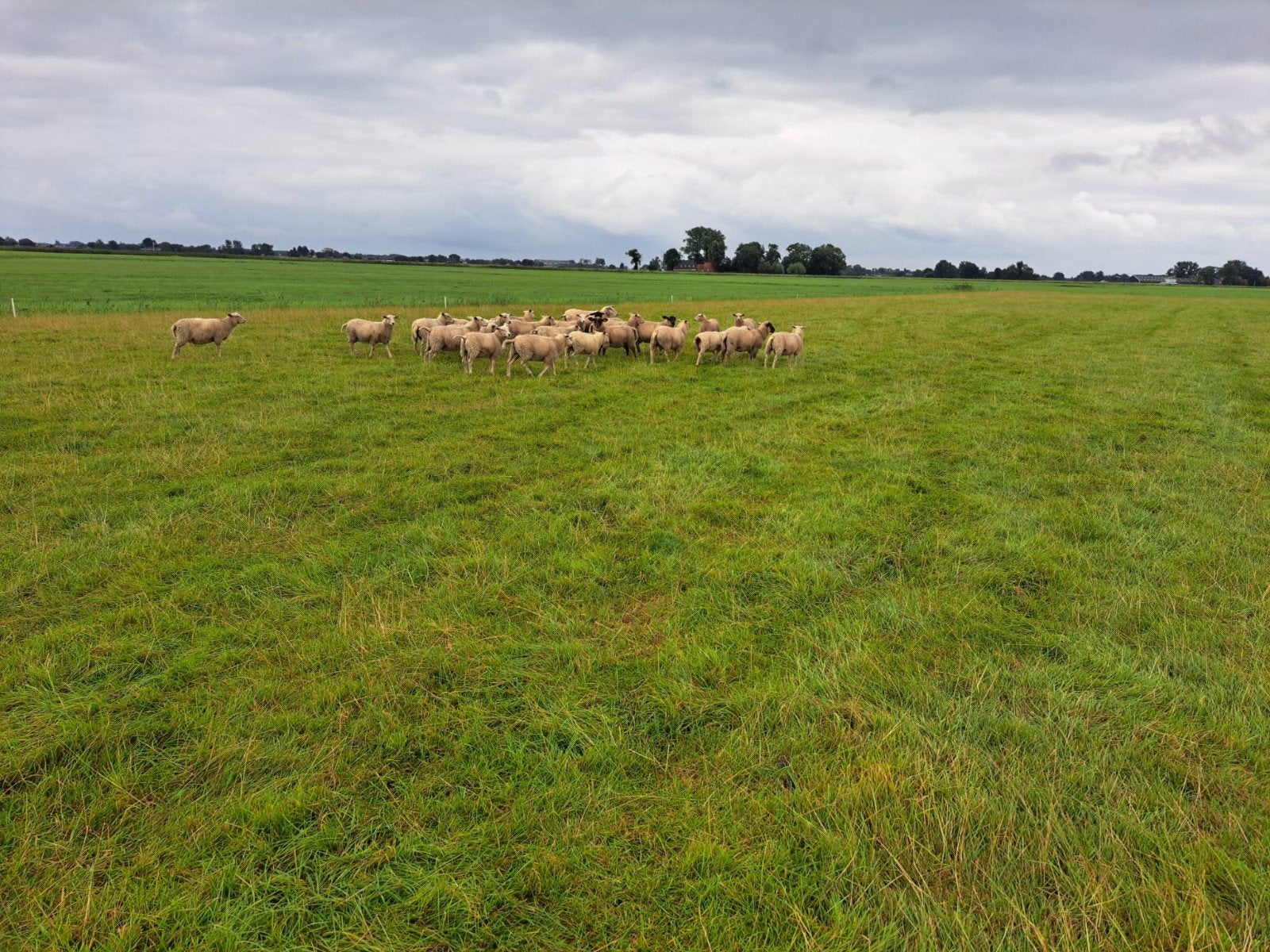 zwoegervrije ooilammeren, Dieren en Toebehoren, Schapen, Geiten en Varkens, Vrouwelijk, Schaap, 0 tot 2 jaar