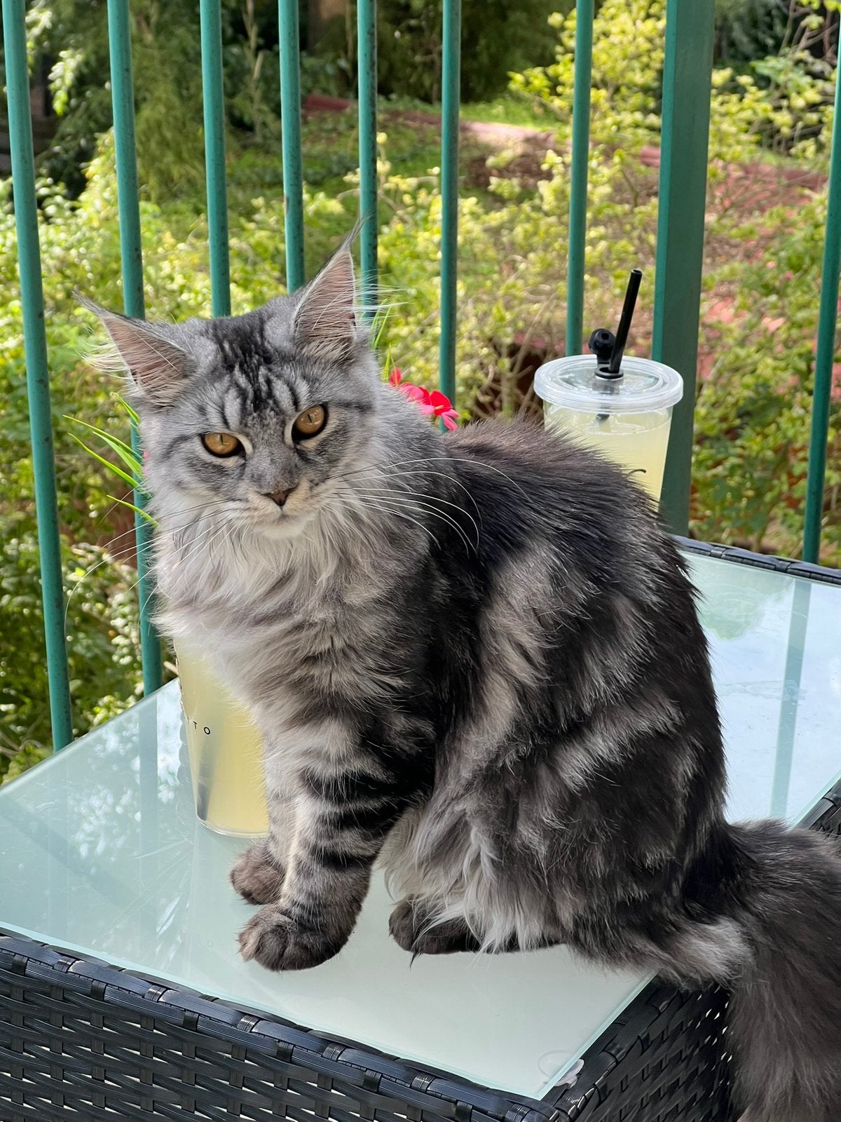 Daisy (VOLBLOED MAINE COON MET STAMBOOM), Dieren en Toebehoren, Katten en Kittens | Raskatten | Langhaar, Poes, Met stamboom