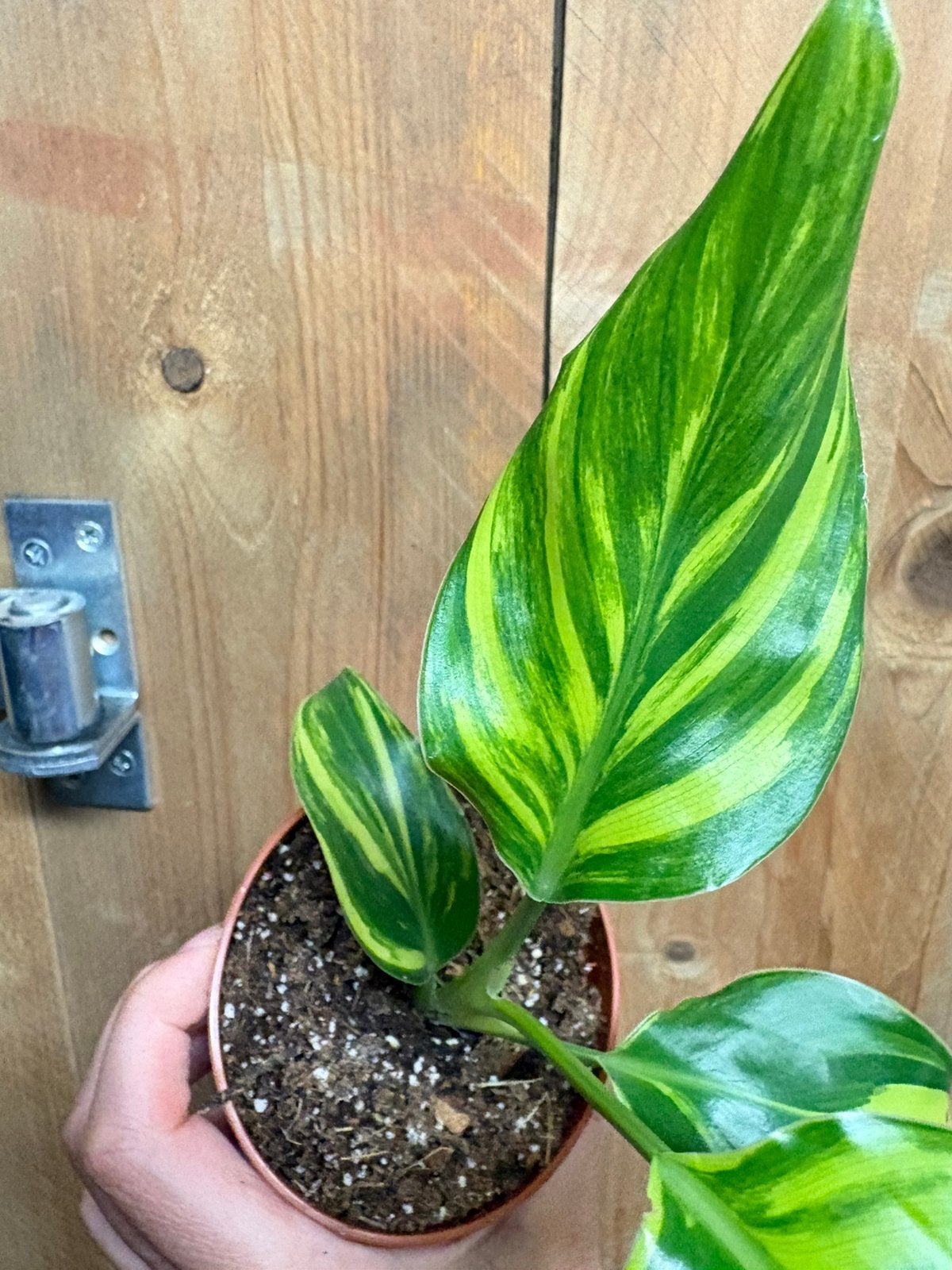 Strelitzia nicolai variegata plant lemon lime aurea yellow, Ophalen of Verzenden, Halfschaduw, Minder dan 100 cm
