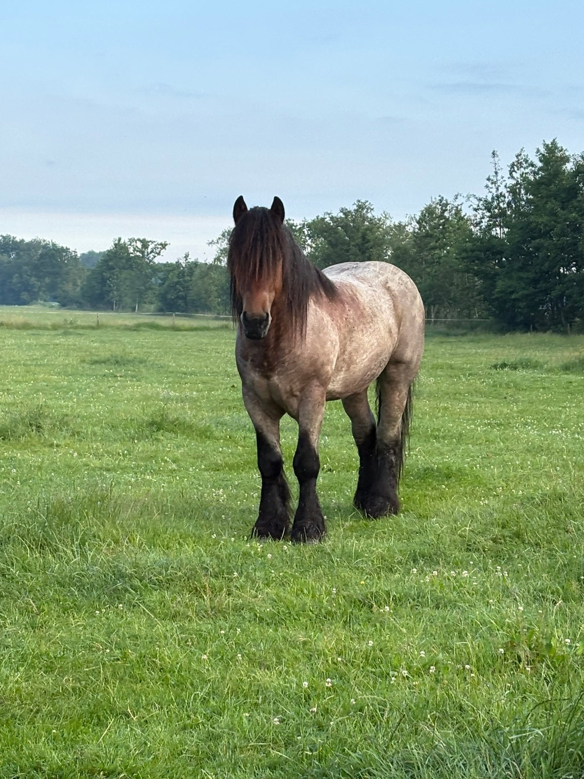 Belgisch trekpaard Hengst, Dieren en Toebehoren, Paarden, Met stamboom, Hengst, 3 tot 6 jaar, Tuigpaard
