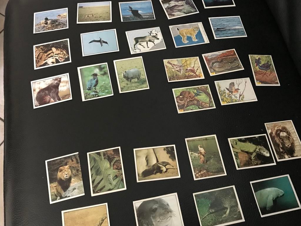 Stickers panini WWF en animals, Ophalen of Verzenden, Zo goed als nieuw