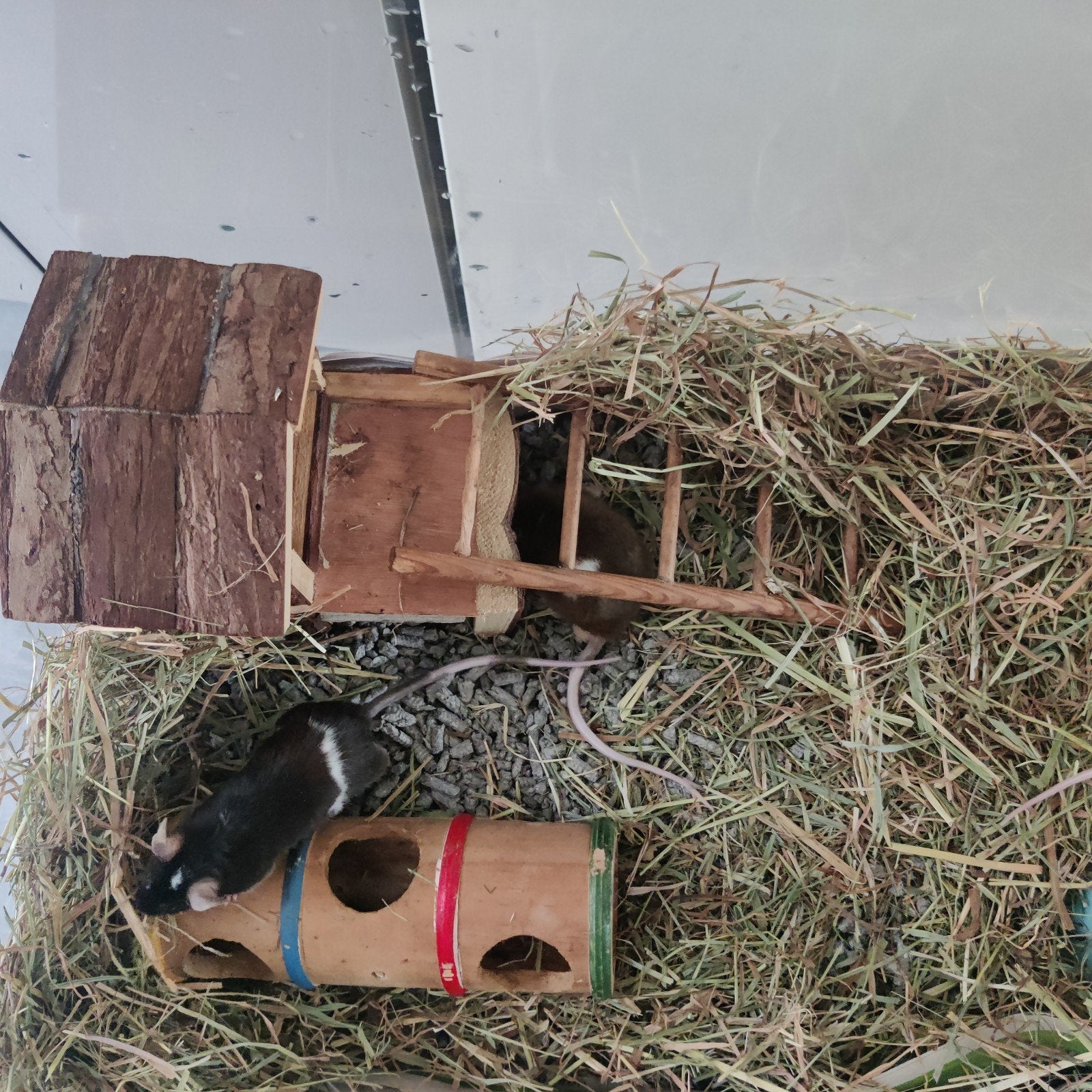 3 lieve kleurmuizen broertjes + compleet verblijf met alle t, Dieren en Toebehoren, Knaagdieren, Oktober, Mannelijk, Overige typen
