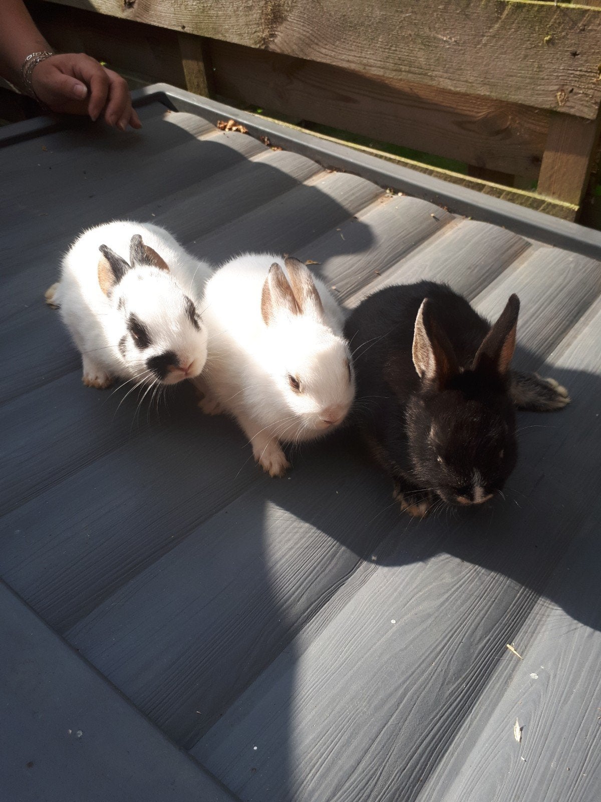 Te koop 11 voedsters  kleur dwerg konijnen 9 en 11 week oud, Dieren en Toebehoren, Vrouwelijk, Dwerg