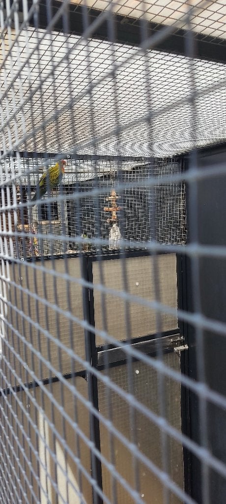 Vogels, Meerdere dieren, Parkiet, Geringd