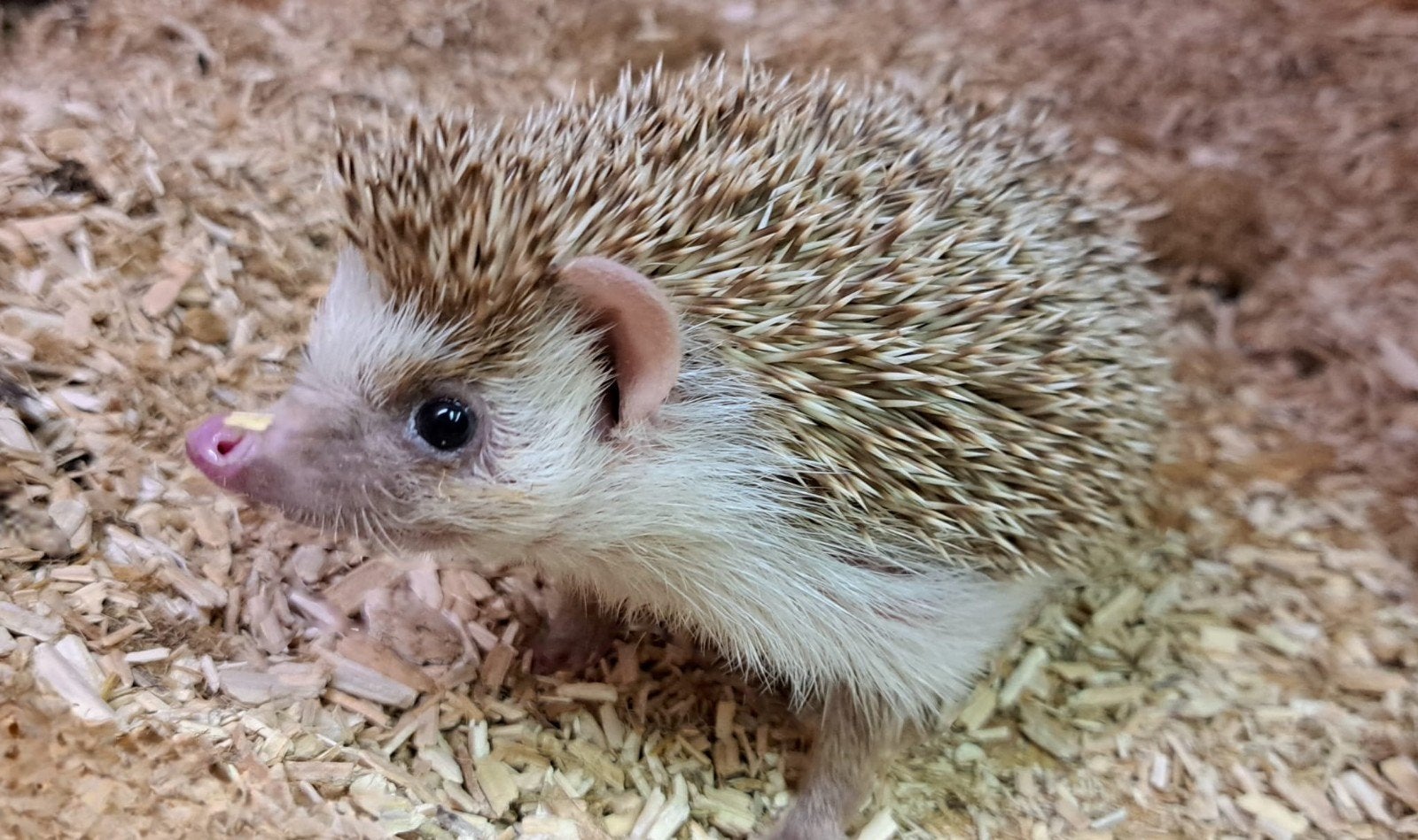 Witbuikegel/Egel, Dieren en Toebehoren, April, Mannelijk
