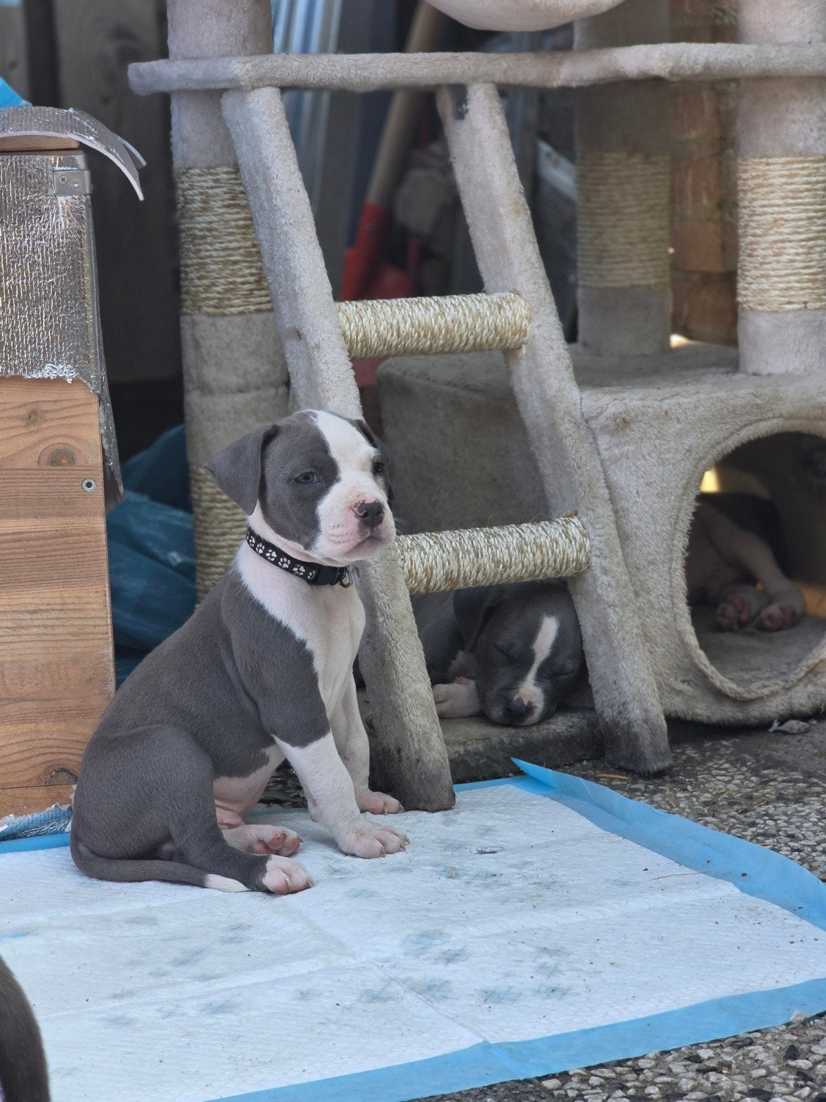 Blue American Staffordshire Terrier Puppies, Dieren en Toebehoren, Honden | Jack Russells en Terriërs, 8 tot 15 weken, Meerdere