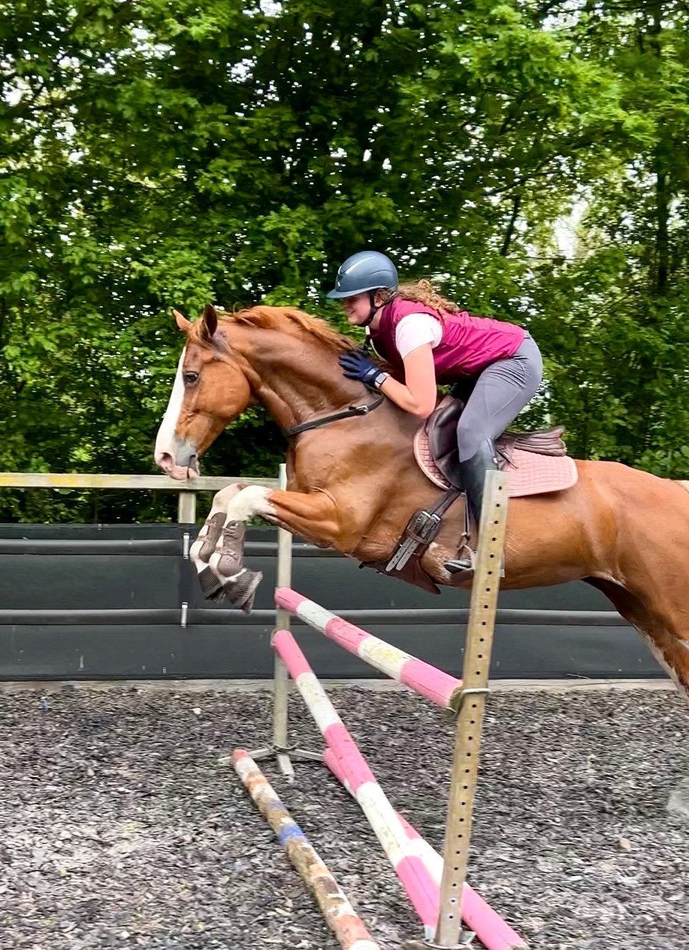 Super leuke allrounder / familiepaard, Dieren en Toebehoren, Paarden, Merrie, Met stamboom, L, 160 tot 165 cm
