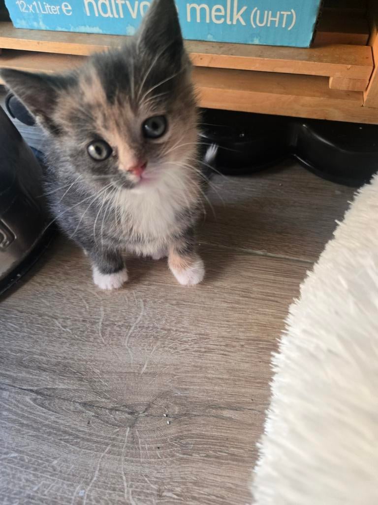 Kittens poesjes, Poes