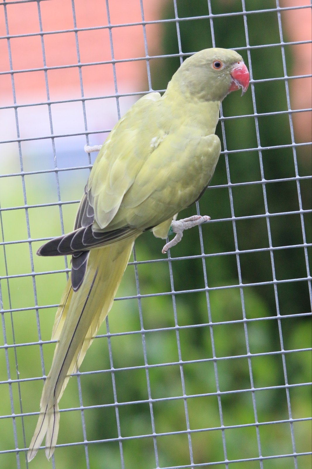 Halsbandparkieten Opaline split Bleekstaart  2026, Dieren en Toebehoren, Meerdere dieren, Parkiet, Geringd
