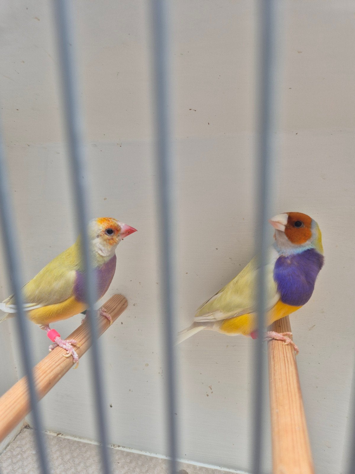 gouldsamadine te koop, Meerdere dieren, Tropenvogel, Geringd