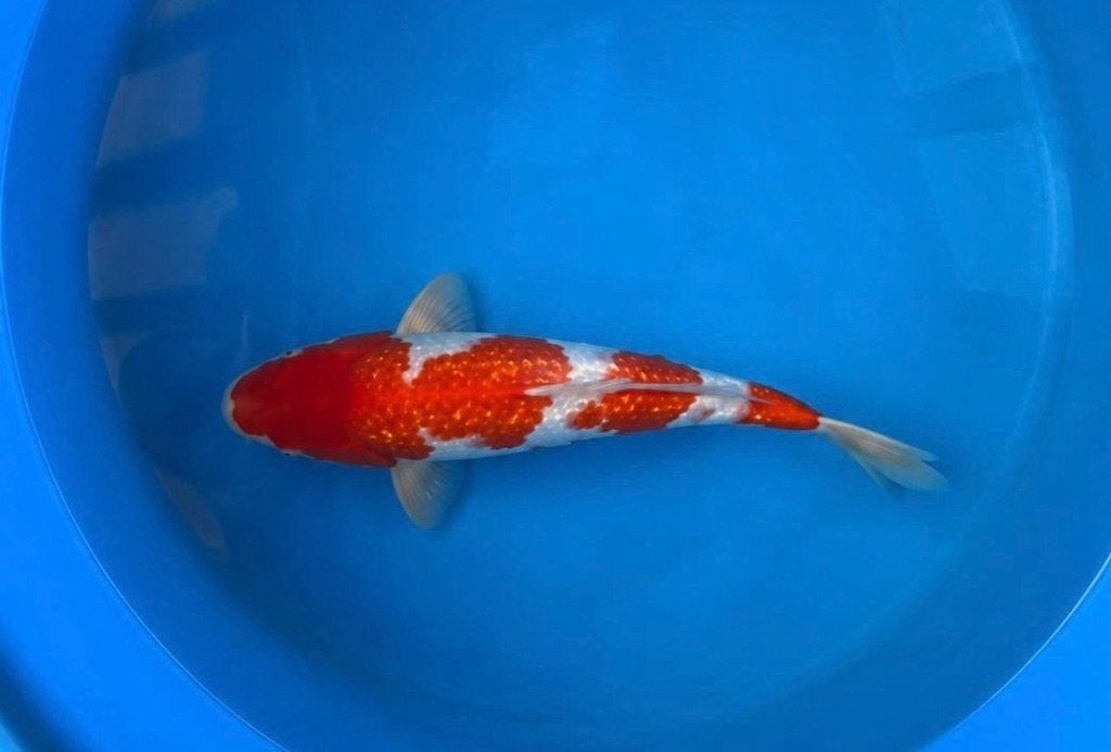 Prachtige Japanse koi Ginrin Kohaku tosai 37cm!, Karper of Koi