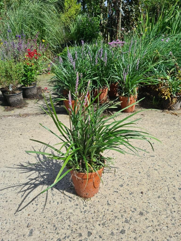 Leliegras Liriope muscari Moneymaker met staffelkorting, Bodembedekkers, Vaste plant, Ophalen of Verzenden, Halfschaduw