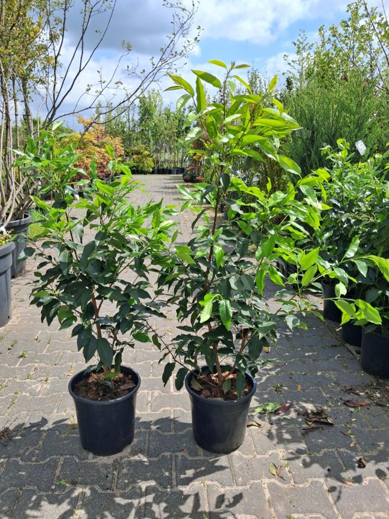 Prunus Lusitanica 100-125 cm Portugese laurier pot gekweekt, Tuin en Terras, Planten | Struiken en Hagen, Ophalen of Verzenden