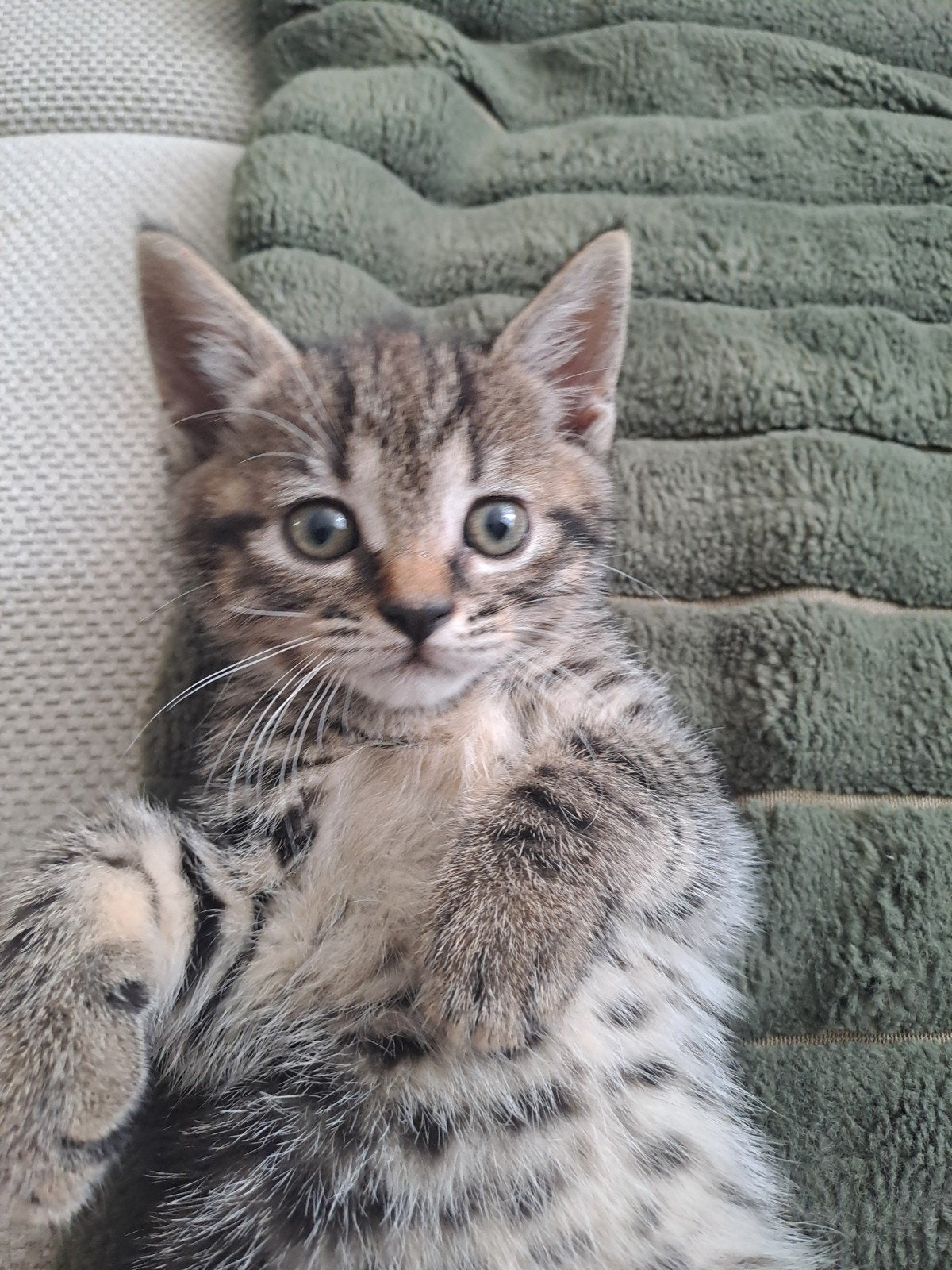 kittens, Dieren en Toebehoren, Katten en Kittens | Overige Katten, Meerdere dieren