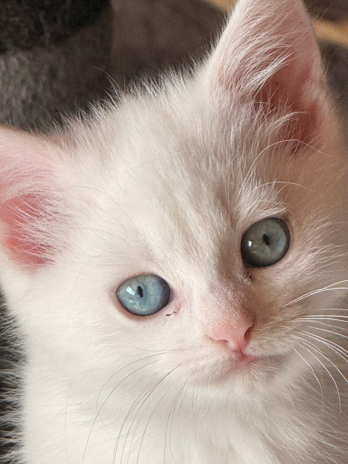 Lkitten met blauwe ogen mix tussen pers en brits kort haar, Poes
