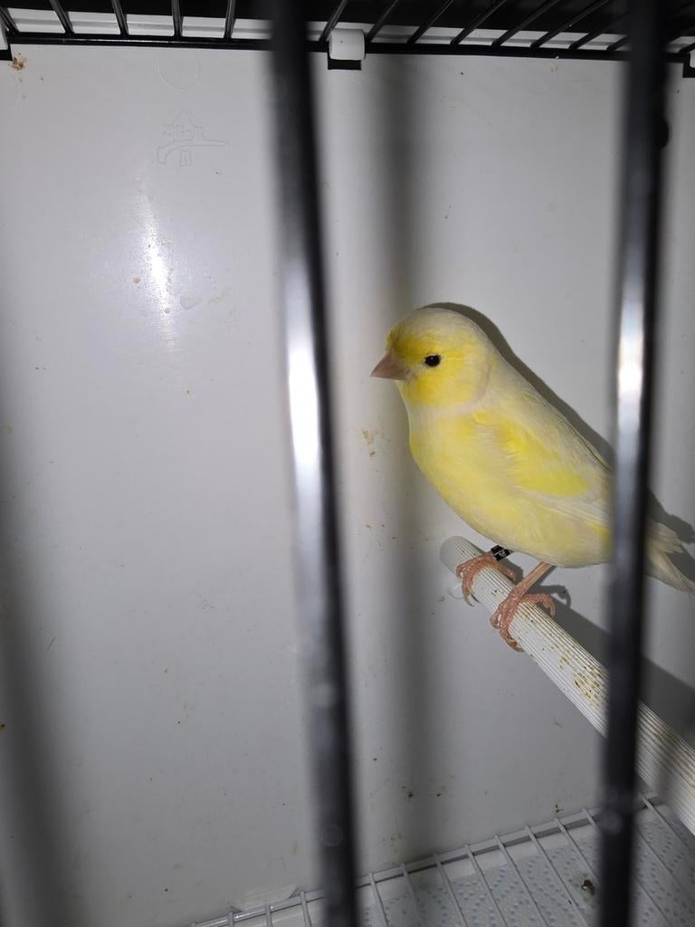 Gele kanariepop te koop, Dieren en Toebehoren, Vogels | Kanaries, Vrouwelijk, Kleurkanarie