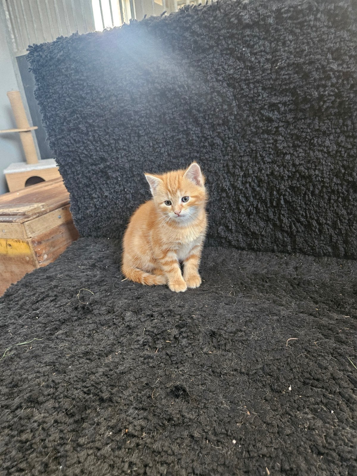 kitten  rode kater, Dieren en Toebehoren, Kater, Kortharig