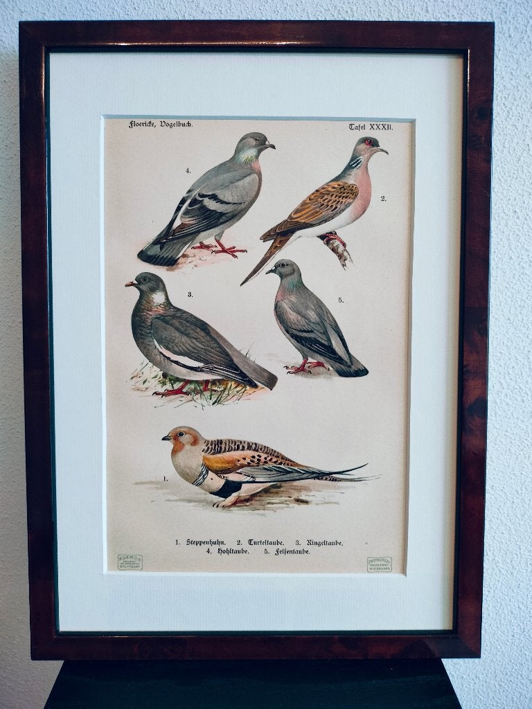 Litho Floericke Zandhoen Tortel- hout- holen- Duif 1922, Ophalen of Verzenden