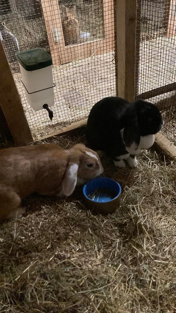Konijnen, Dieren en Toebehoren, Konijnen, Vrouwelijk, Middelgroot, Hangoor