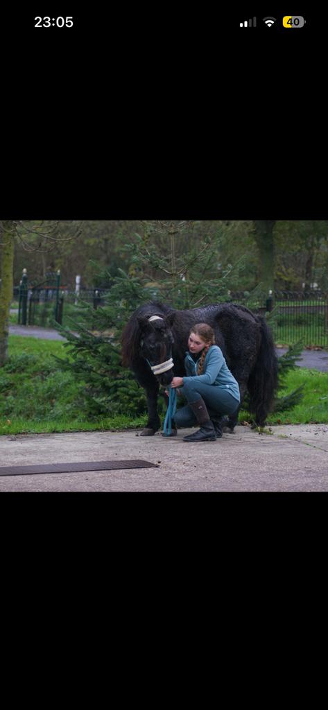 Verzorg paard/pony gezocht, Ophalen of Verzenden, Nieuw