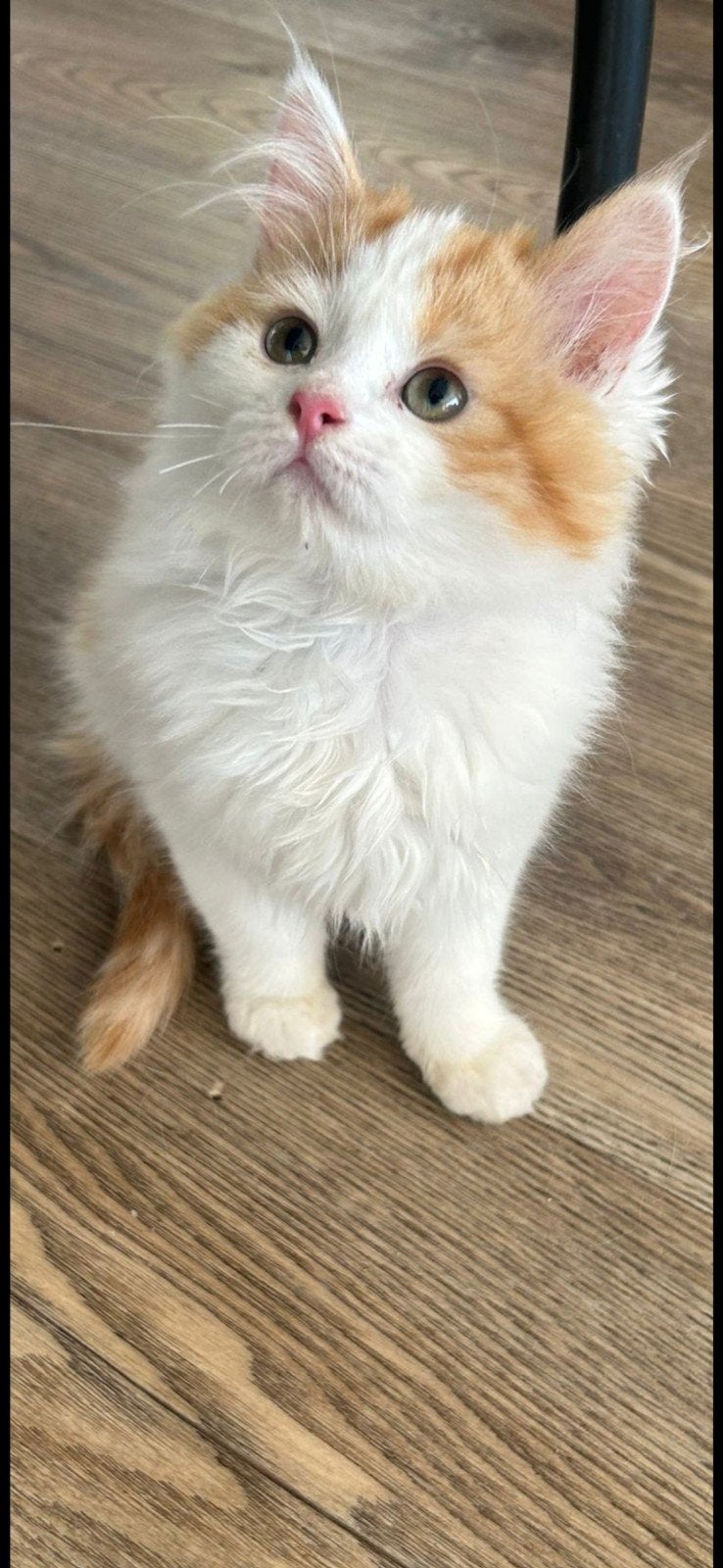 Noorse boskat x briste langhaar kittens, Dieren en Toebehoren, Meerdere dieren