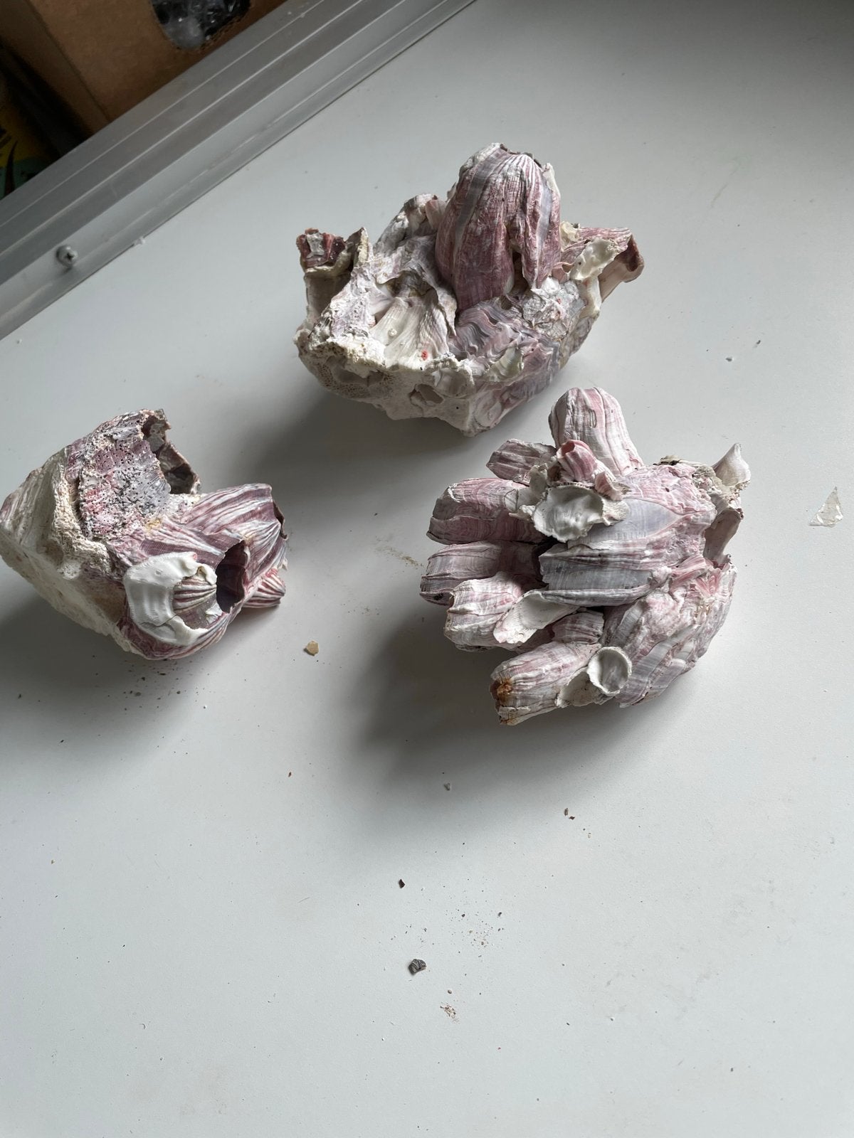 3 unieke clusters paarse zeepokken decoratie, Ophalen of Verzenden, Schelp(en)