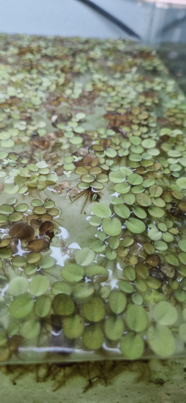 salvinnia  aquarium  drijf planten 1lt ongeveer beschikbaar, Dieren en Toebehoren, Ophalen of Verzenden