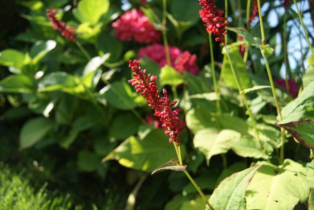 Duizendknoop Persicaria – tuinplanten, Overige soorten, Vaste plant, Ophalen of Verzenden, Halfschaduw