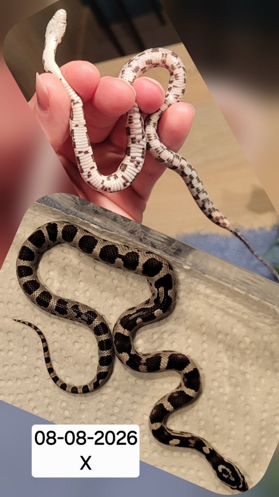 Jonge rattenslangen/korenslangen Corn Snake photo 16