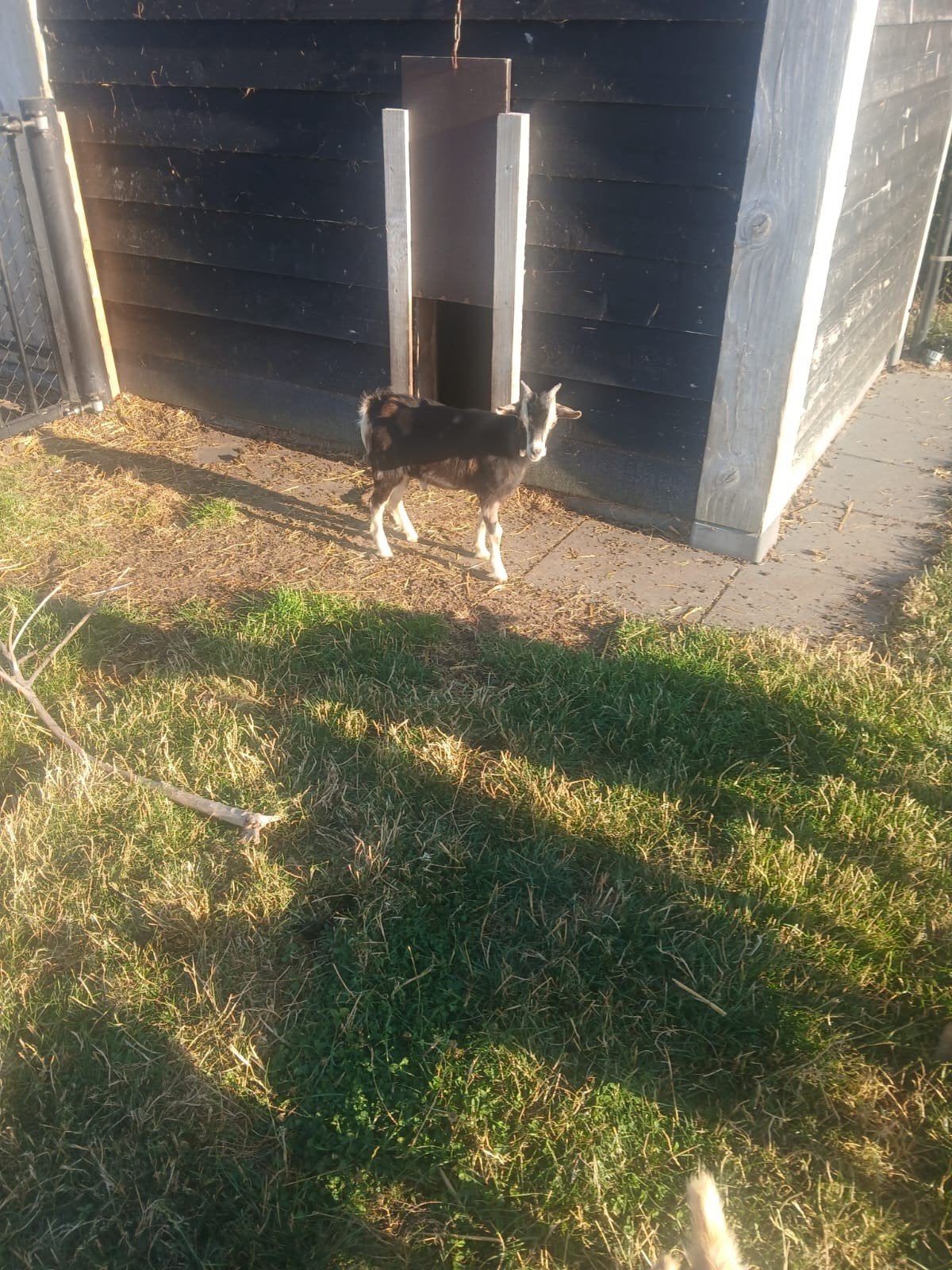 bokjes, Dieren en Toebehoren, Mannelijk, Geit
