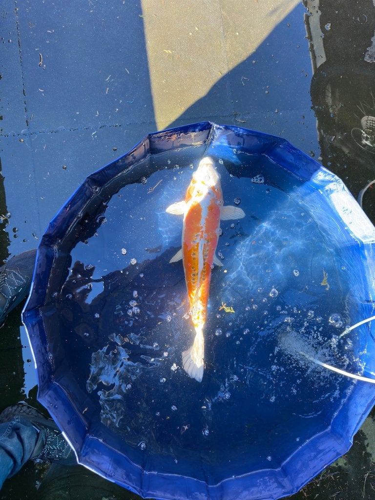 Ki Kikokuryu Japanse koi, Karper of Koi