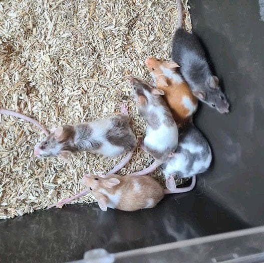Laatste vrouwelijke kleurmuizen, Dieren en Toebehoren, Knaagdieren, Maart, Muis, Vrouwelijk, Tam