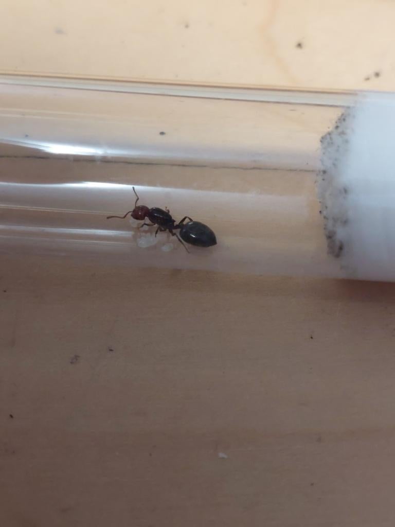 Cramatorgaster scutullaris koningin met broed, Mieren