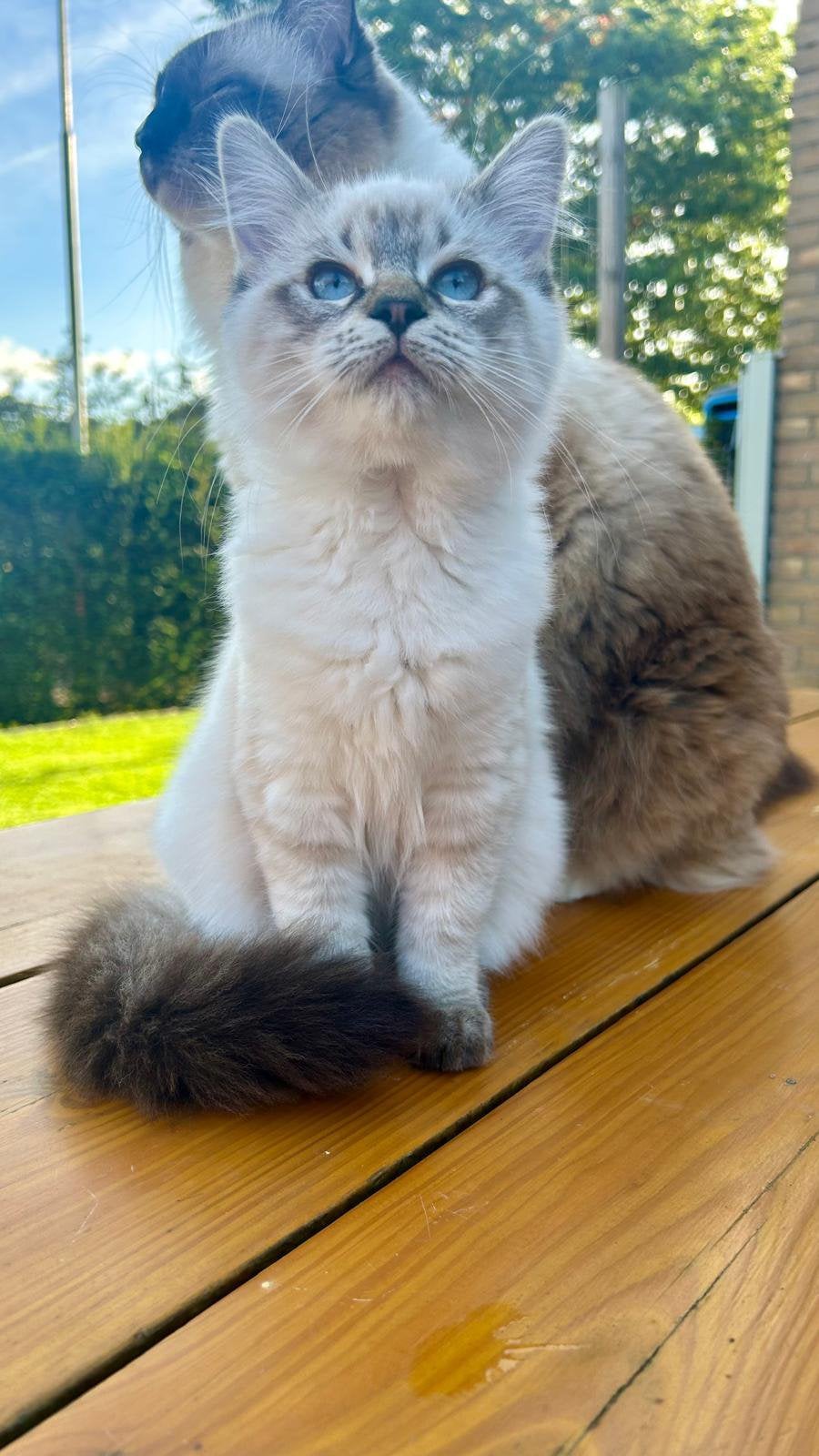 Lieve aanhankelijke raszuivere Ragdoll kitten, Dieren en Toebehoren, Meerdere dieren, Gechipt
