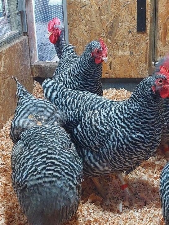 broedeieren amrock, Dieren en Toebehoren, Pluimvee, Geslacht onbekend, Kip