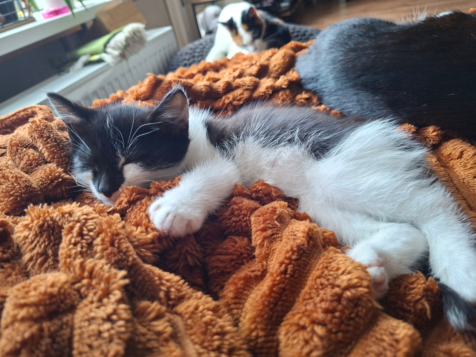 kitten 9 weken oud. vrouwtje, Meerdere dieren, Kortharig, 0 tot 2 jaar