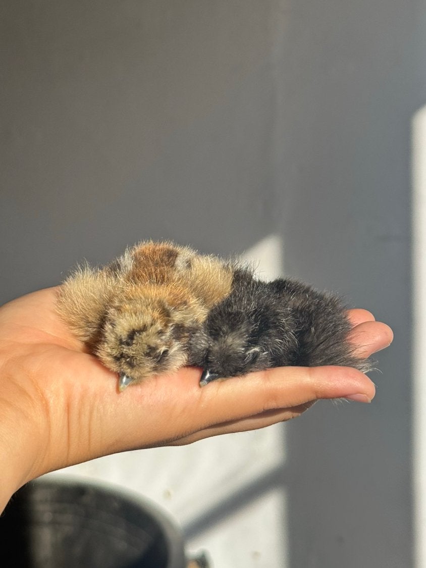 Beschikbare zijdehoen usa kuikens, Dieren en Toebehoren, Geslacht onbekend, Kip