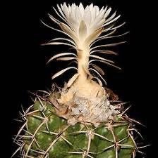 Cactus Discocactus Placentiformis in 10,5cm pot, Ophalen of Verzenden, Minder dan 100 cm, Bloeiende kamerplant, Volle zon