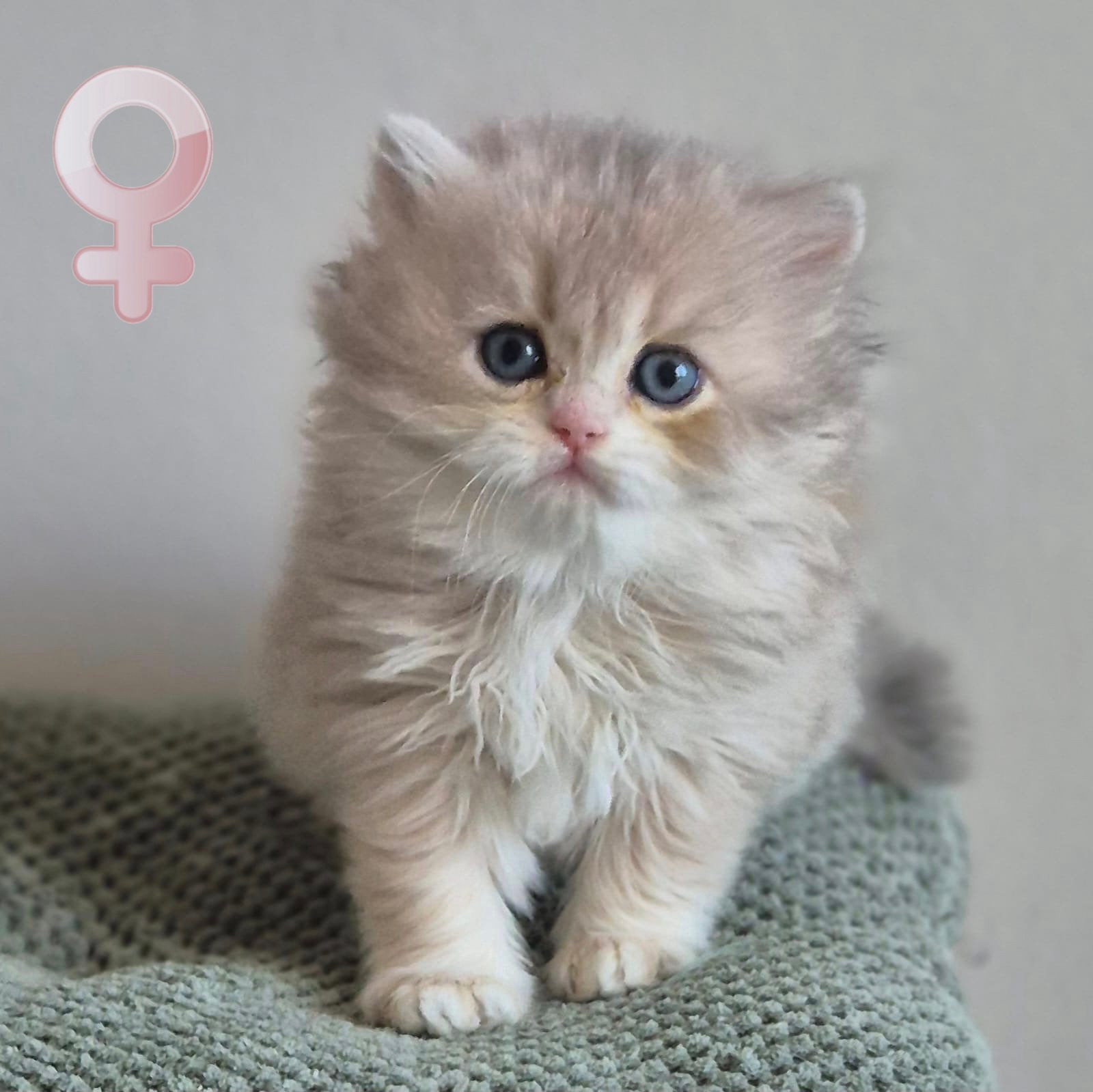 Britse kittens korthaar met stamboom, Dieren en Toebehoren, Meerdere dieren, Met stamboom, 0 tot 2 jaar