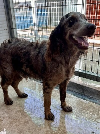 ACE: Goofy is een sociale, vriendelijke hond, Particulier, Reu, 1 tot 2 jaar, Buitenland